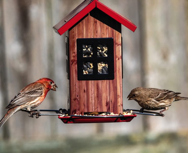 bird feeder with seeds that attract backyard birds