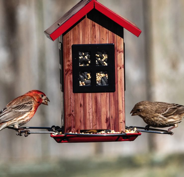 bird feeder with seeds that attract backyard birds