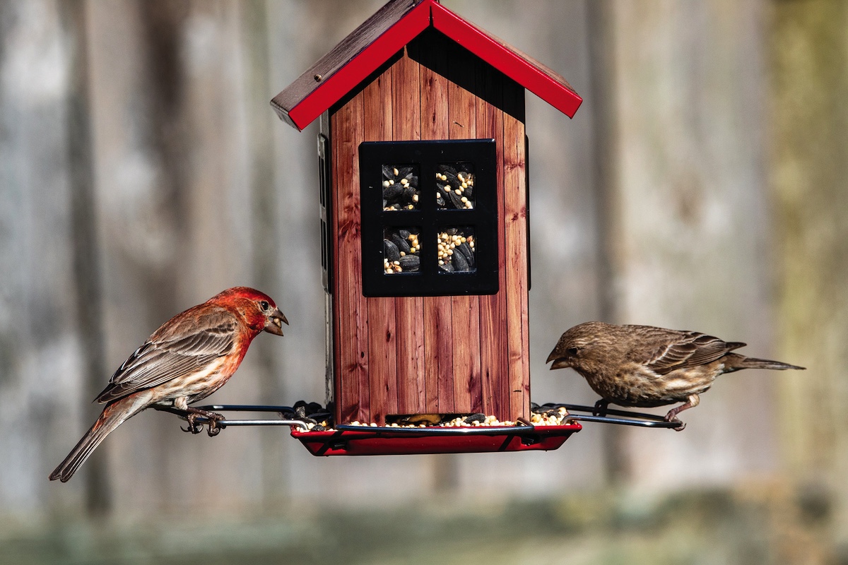 bird feeder with seeds that attract backyard birds