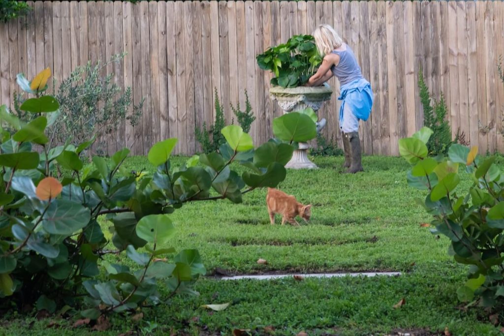 homeowner working in garden with orange tabby cat