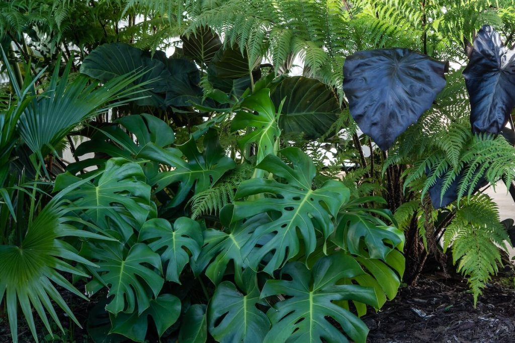 monstera, ferns and palms in lush garden of 1890 farmhouse